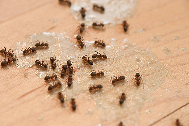 Trusted Granville, WV Pest Control Experts